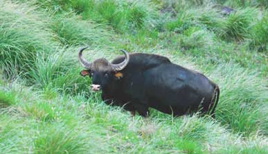 periyar rhinos